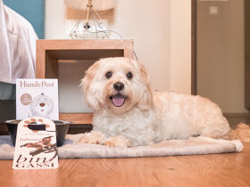 Hundeglück im Eisenberg 3 Tage 2 Nächte, Halbpension, Nachmittagssnack, Hundefreundlich 