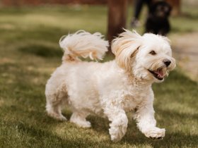 Hundeglück im Eisenberg 3 Tage 2 Nächte, Halbpension, Nachmittagssnack, Hundefreundlich 