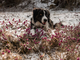 Schneeschuhwandern.....auf Winters Spuren