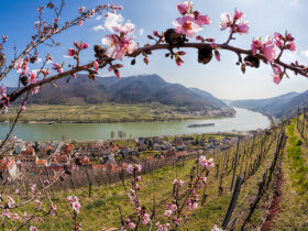 Frühlingsurlaub - Marillenblüte in der Wachau erleben | 2 Nächte