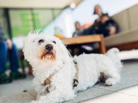 Steirisches Backhendl für harry's Gäste - 3 Tage 2 2025