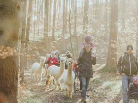 Steirisches Backhendl für harry's Gäste - 3 Tage 2 2025