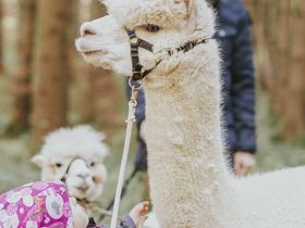 Steirisches Backhendl für harry's Gäste - 3 Tage 2 2025