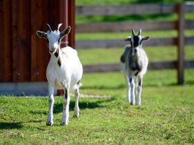 Bewegung & Naturgenuss – Aktivurlaub im Blaufränkischland I 5 Nächte Mittelburgenland