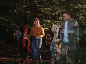 Burgen, Thermen & Wein im Südburgenland | 2 Nächte im Hotel Freiraum Güssing inkl. Burgenland Card