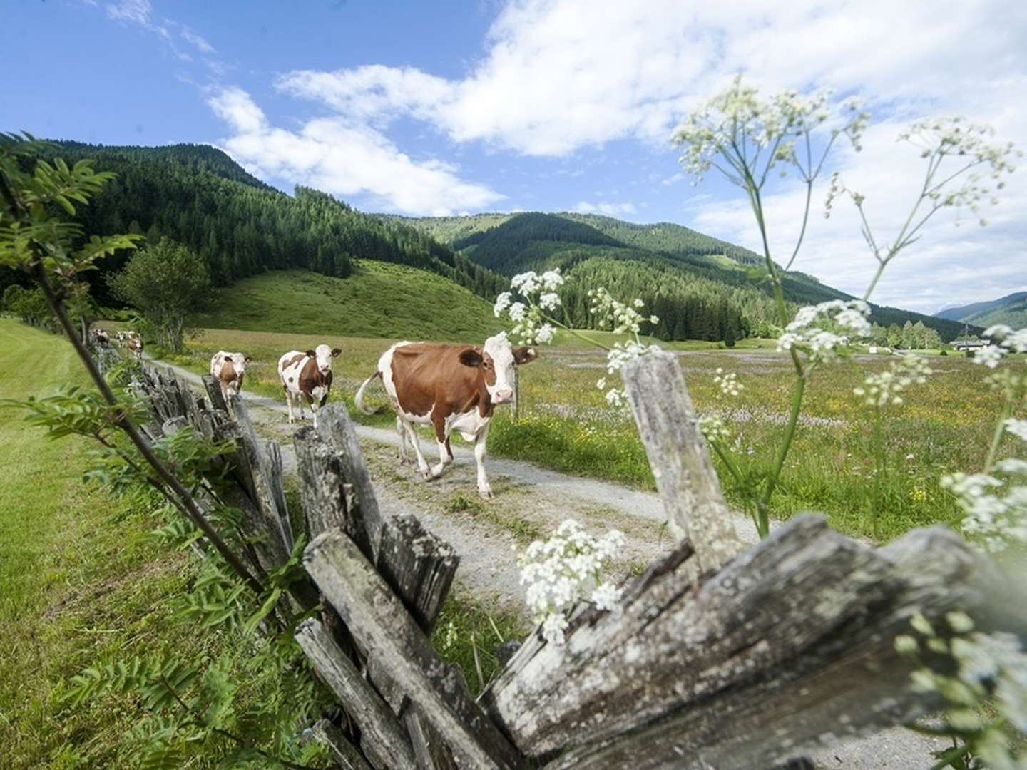 Wanderurlaub im Salzburger Land inkl. Gondelfahrt & Wanderbus | 5 Nächte