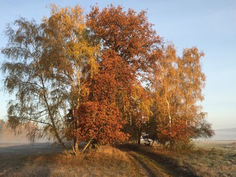 Bild 31 von 37