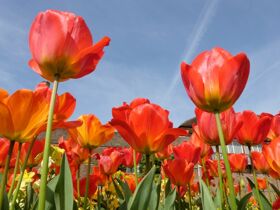 Entspannung und Natur in der Provinz Garderen Niederlande 