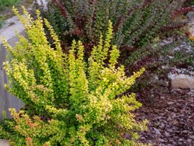 5 Tage Kurzurlaub - Niederlande inklusive Dinner in Helmond