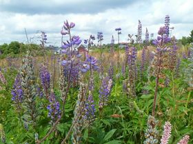 5 Tage/ 4 Nächte Kurzurlaub Hotel Miriquidi mit Premium All Inklusive 