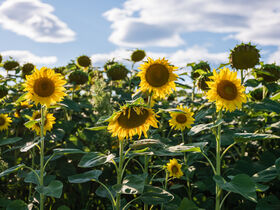 Ostern in Lutzmannsburg mit Osternest & Osterfeuer
