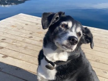 Kurzurlaub im Stadthotel mit EigenART mit Hund  | 1 Nacht 