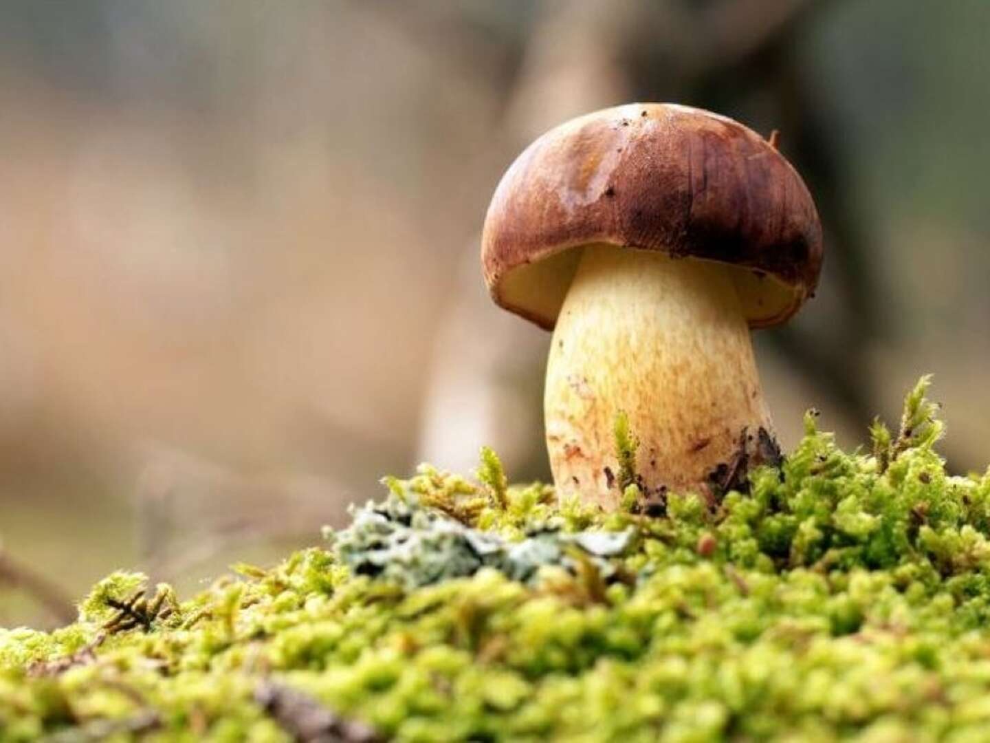 Urlaub in Landgut Wiejce | 2ÜF