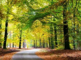 3 Tage Winterzauber in Elspeet