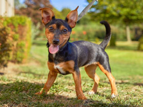 Städtetrip nach Antwerpen 1 Nacht | Terrasse mit Außenpool | Gratis Parken