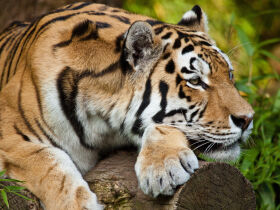 Tierisch gutes Leipzig - Zooabenteuer mit Felix