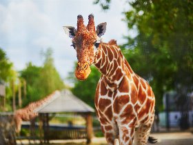 3 Tage Aktivurlaub am Ještěd: Zoo Liberec & Bobbahn erleben inklusive Halbpension