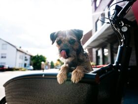 Fietsenpauschale - 6 Tage mit dem Rad durch das Emsland