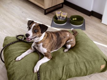Auf 4 Pfoten durch den Harz - 3 Tage Kurzurlaub mit Hund in Braunlage 
