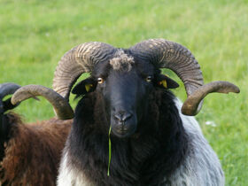 6 Tage Kurzurlaub in der Seenplatte inkl. Schifffahrt
