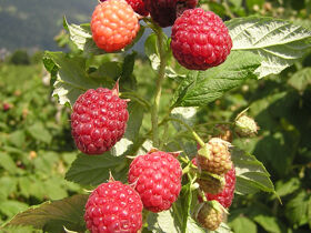 Entspannender Kurzurlaub zwischen den Dolomiten und der Adria | 7 Nächte