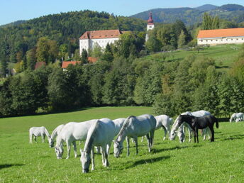 Bild 24 von 24