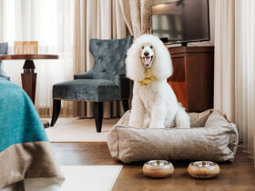 Entspannende Auszeit mit Ihrem Vierbeiner in Slowenien inkl. Halbpension | 2 Nächte