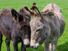 Bergluft & Genusswandern- 3 Tage in Altenberg inkl. Halbpension