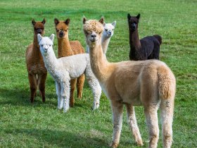 Bergluft & Genusswandern- 3 Tage in Altenberg inkl. Halbpension