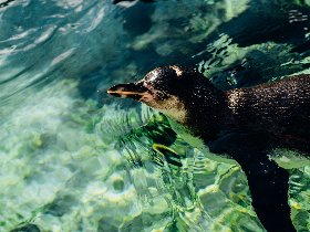 Familienangebot - Kelsterbacher Zoo-Abenteuer: Natur & Stadt vereint | 4 Tage