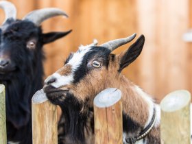 Bergauszeit in der Region Nassfeld-Weißensee | 2 Nächte