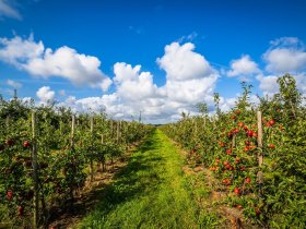5 Entdeckertage im Alten Land bei Hamburg inkl. Halbpension - Nordeuropas größtes Obstanbaugebiet