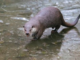 5 Tage im Hanauer Märchenhotel inkl. Eintritt in den Wildpark Alte Fasanerie