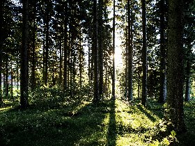 3 Tage Auszeit im malerischen Hochschwarzwald inkl. Abendmenü