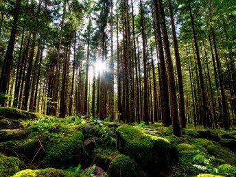 Stadtgeflüster & Fachwerkzauber in Wernigerode - 3 Tage im Harz