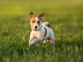 Kurzurlaub mit Wau-Effekt in der Kurpfalz | 6 Nächte     